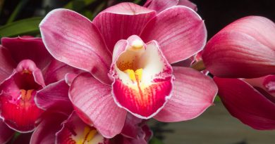 Orchidee als Symbolbild Yoni-Massage