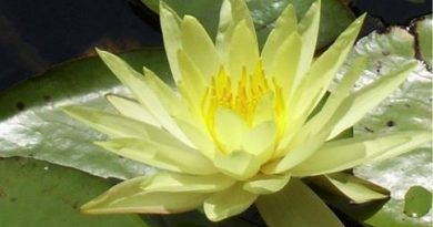 Symbolbild Yoni-Massage: Lotusblüte Mari Sawada