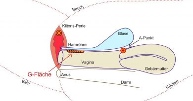 Grafik vom G-Punkt in der Vagina
